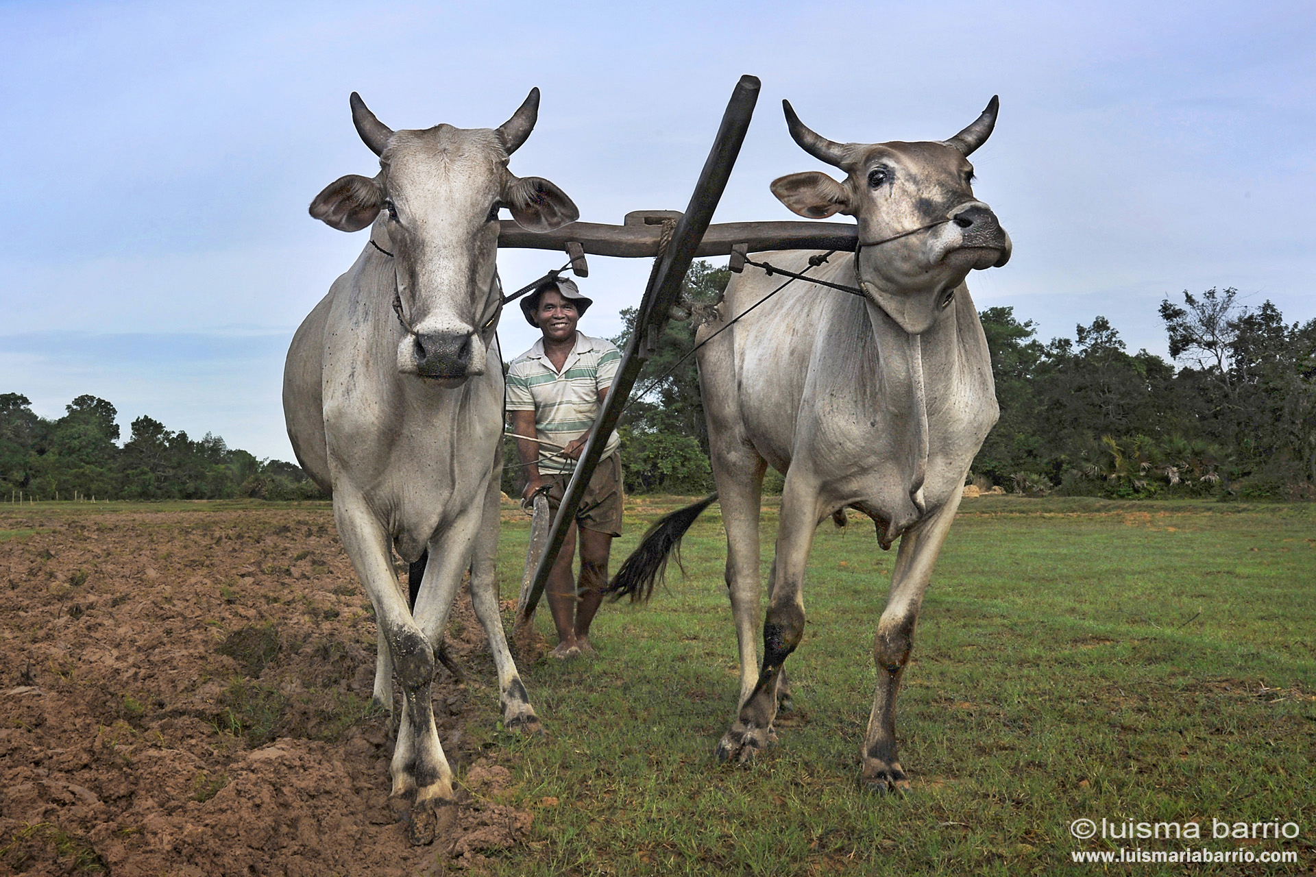 oxen in cambodia